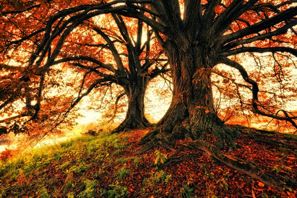 Large oak tree in the fall, an example of nature's seasonal tendencies.